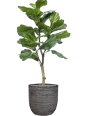 Ficus lyrata in Capi Nature Rib NL Zijde verlijmd Zijde verlijmd