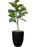 Ficus lyrata in Capi Nature Rib NL Zijde verlijmd Zijde verlijmd