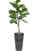 Ficus lyrata in Artstone Zijde verlijmd Zijde verlijmd