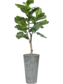 Ficus lyrata in Artstone Zijde verlijmd Zijde verlijmd