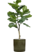 Ficus lyrata in Cylinder Zijde verlijmd