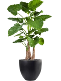 Alocasia calidora in Fiberstone Zijde verlijmd