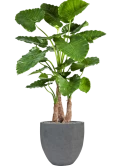 Alocasia calidora in Fiberstone Zijde verlijmd