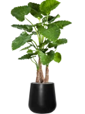 Alocasia calidora in Fiberstone Zijde verlijmd Zijde verlijmd