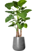 Alocasia calidora in Fiberstone Zijde verlijmd Zijde verlijmd