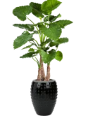 Alocasia calidora in Laos Zijde verlijmd Zijde verlijmd