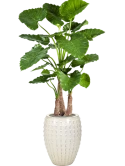 Alocasia calidora in Laos Zijde verlijmd Zijde verlijmd