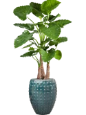 Alocasia calidora in Laos Zijde verlijmd Zijde verlijmd