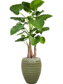 Alocasia calidora in Laos Zijde verlijmd Zijde verlijmd