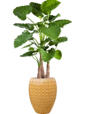 Alocasia calidora in Laos Zijde verlijmd Zijde verlijmd
