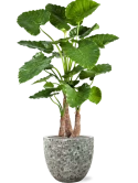 Alocasia calidora in Baq Lava Zijde verlijmd