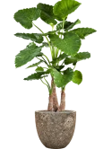 Alocasia calidora in Baq Lava Zijde verlijmd