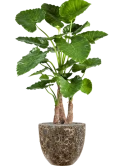 Alocasia calidora in Baq Lava Zijde verlijmd Zijde verlijmd