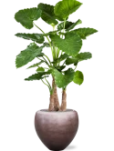 Alocasia calidora in Baq Metallic Silver leaf Zijde verlijmd Zijde verlijmd
