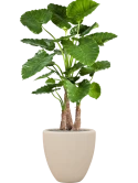 Alocasia calidora in Baq Polystone Plain Zijde verlijmd