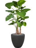 Alocasia calidora in Baq Polystone Plain Zijde verlijmd
