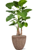 Alocasia calidora in Baq Polystone Rough Zijde verlijmd