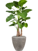 Alocasia calidora in Baq Polystone Plain Zijde verlijmd
