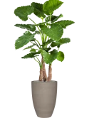 Alocasia calidora in Refined Zijde verlijmd