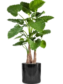 Alocasia calidora in Cylinder Zijde verlijmd Zijde verlijmd
