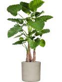 Alocasia calidora in Cylinder Zijde verlijmd Zijde verlijmd