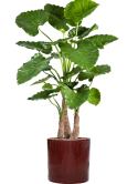 Alocasia calidora in Cylinder Zijde verlijmd Zijde verlijmd