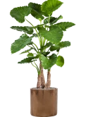 Alocasia calidora in Cylinder Zijde verlijmd