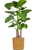 Alocasia calidora in Cylinder Zijde verlijmd