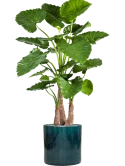 Alocasia calidora in Cylinder Zijde verlijmd