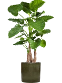 Alocasia calidora in Cylinder Zijde verlijmd