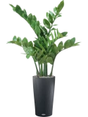 Zamioculcas in Lechuza Cilindro 23 Zijde verlijmd Zijde verlijmd