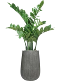 Zamioculcas in Ridged Vertically Zijde verlijmd Zijde verlijmd