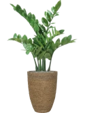 Zamioculcas in Bohemian Zijde verlijmd Zijde verlijmd