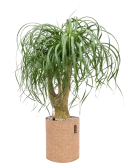Beaucarnea recurvata in Lechuza Trendcover 23 Cork Grond (Vulkastrat) Grond (Vulkastrat)