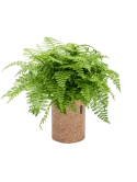 Asplenium dimorphum 'Parvati' in Lechuza Trendcover 23 Cork Grond (Vulkastrat) Grond (Vulkastrat)