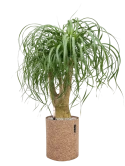 Beaucarnea recurvata in Lechuza Trendcover 23 Cork Grond (Vulkastrat) Grond (Vulkastrat)