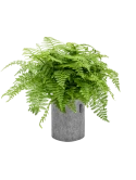 Asplenium dimorphum 'Parvati' in Lechuza Trendcover 23 Felt Grond (Vulkastrat) Grond (Vulkastrat)