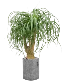 Beaucarnea recurvata in Lechuza Trendcover 23 Felt Grond (Vulkastrat) Grond (Vulkastrat)