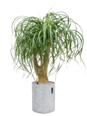 Beaucarnea recurvata in Lechuza Trendcover 23 Felt Grond (Vulkastrat) Grond (Vulkastrat)