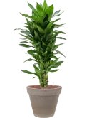 Dracaena fragrans 'Janet Lind' in Terra Cotta Hydrocultuur