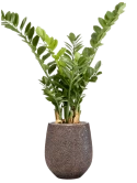 Zamioculcas in Baq Opus Hit Zijde verlijmd