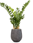 Zamioculcas in Baq Opus Hit Zijde verlijmd
