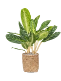 Aglaonema 'Key Lime' in Bohemian Grond (Vulkastrat) Grond (Vulkastrat)
