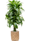 Dracaena fragrans 'Dorado' in Bohemian Grond (Vulkastrat)