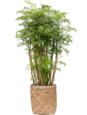 Aralia (Polyscias) 'Ming' in Bohemian Grond (Vulkastrat) Grond (Vulkastrat)
