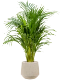 Dypsis (Areca) lutescens in Baq Raindrop Grond (Vulkastrat)
