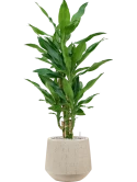 Dracaena fragrans 'Burundii' in Baq Raindrop Grond (Vulkastrat)