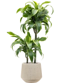 Dracaena fragrans 'Dorado' in Baq Raindrop Grond (Vulkastrat)