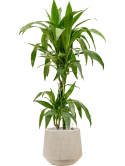 Dracaena fragrans 'Janet Craig' in Baq Raindrop Grond (Vulkastrat)