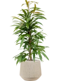 Ficus binnendijkii 'Amstel King' in Baq Raindrop Grond (Vulkastrat)